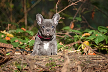 french bulldog puppy in the woods