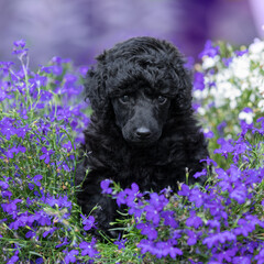 miniature poodle puppy in the flowers