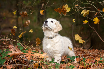 golden retriever puppy playing with leaves