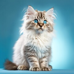 Naklejka na ściany i meble fluffy blue-eyed kitten on a blue background. Lovely pets. Generative AI