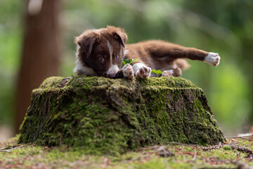 border collie pup