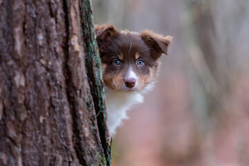 peek-a-boo border collie puppy