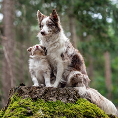 border collie with her pup