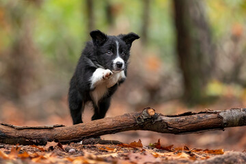 jumping border collie puppy