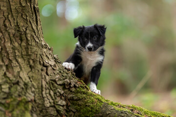 border collie pup and a tree