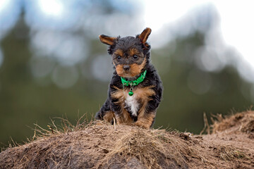 yorkshire terrier puppiey