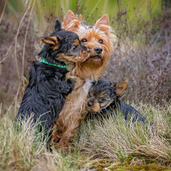 yorkshire terrier puppies with there mom