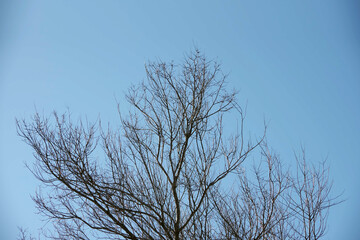 Fototapeta na wymiar Bare trees under blue winter sky