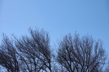 Bare trees under blue winter sky