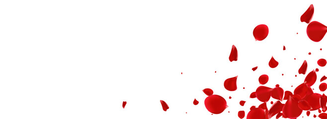 Pink Rose Beauty Vector Panoramic White