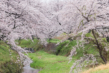 日本の春の風景。川沿いに咲く満開の桜。