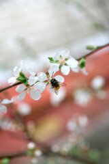 A bee collects pollen from sakura flower