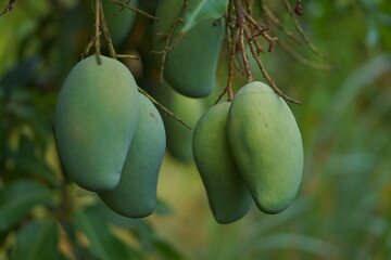 Mangoes on the tree in the garden