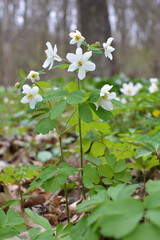 Isopyrum thalictroides blooms in the wild in the forest