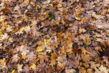 cloudy weather in late autumn with yellowed fallen leaves