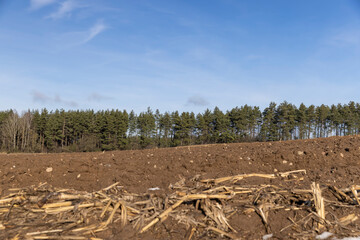 the remains of dry plants left after the corn harvest