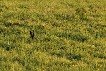 Hintergrund / Hase / Ostern / Gras / Rasen / Frühling / Textur / Feld / Natur / Osterhase / Ferien / Social media / Frohe Ostern / Fröhliche Ostern / Ostereier / 