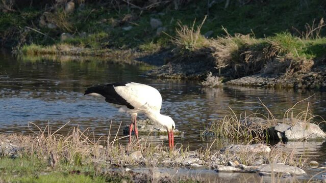 Stork eating fish head in fiver in Bulgaria, Europe. The bird tries to dismember the head to swallow it.
