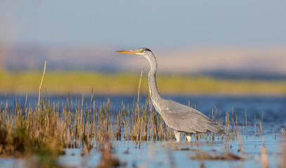The great heron - in spring at the shore of lagoon.