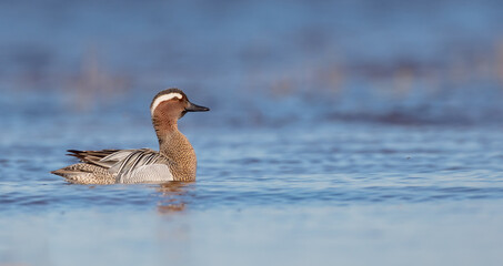 Garganey - male at a wetland in spring