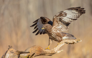 Common Buzzard in early spring at a wet forest