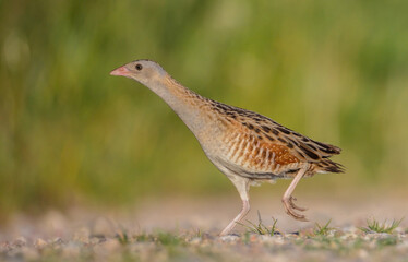 Corn crake - male bird at a meadow in the beginning of the summer