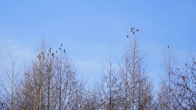 Birds sit on the branches of trees. Swifts on the tree.