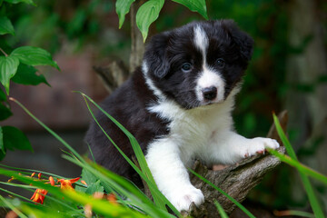 Dog breed Border Collie