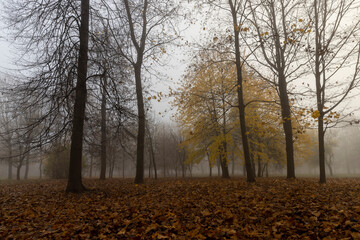 Bare deciduous trees in autumn cold weather