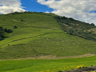 Cows graze in a green meadow near the sea cliff. zumaya. Euskadi