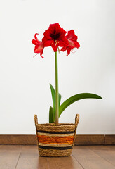 red flower amaryllis on the floor
