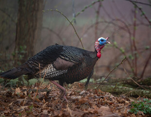 Spring Wild Turkey