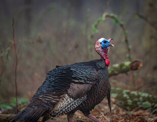 Spring Wild Turkey