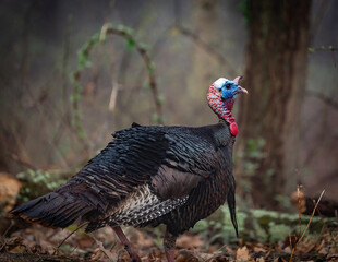 Spring Wild Turkey