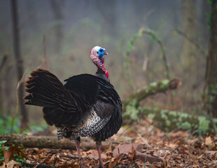Spring Wild Turkey