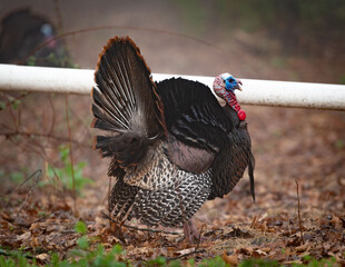Spring Wild Turkey
