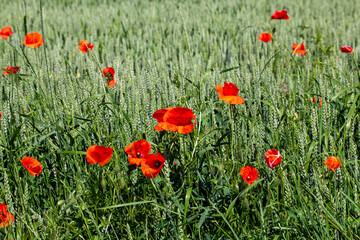 Red poppies on the field in the summer