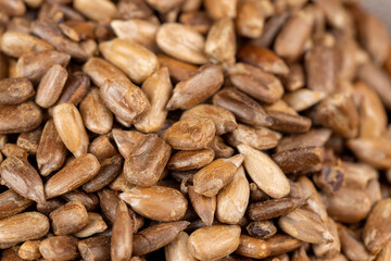 heavily fried sunflower seeds close up