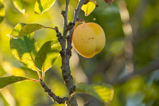 Plums ripening, hanging from the branches of a Prunus brigantina tree, example of fruit cultivation in rural areas of Spain