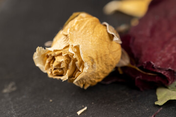 An old dry rose with crumbs from dry petals