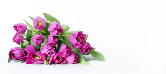 Naklejka na ściany i meble Pink tulips isolated on white background. Spring tulip flowers. Easter Mothers day or Valentine's day greeting card. Bunch of tulips. Tulip petals. Birthday celebration concept. Copy space for text. 