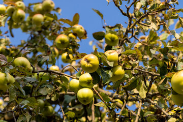 Ripe apples hang on the branches of a tree in the autumn season