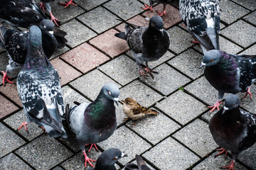 Fototapeta premium Pigeons and a sparrow standing together. Birds waiting for food.