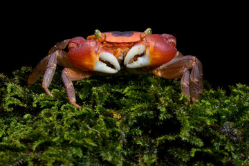 Red Apple Crab (Metasesarma aubryi)