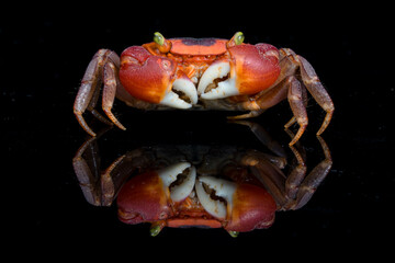 Red Apple Crab (Metasesarma aubryi)