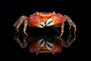 Red Apple Crab (Metasesarma aubryi)