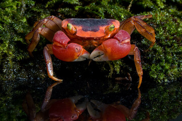 Red Apple Crab (Metasesarma aubryi)