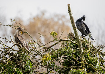 Close up of a pair of Cormorants, an adult and a juvenile,  preening their feathers perched on the top of a tree