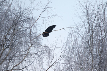 Black Common Raven