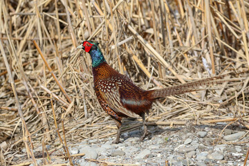 wild birds in nature